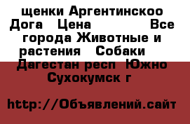 щенки Аргентинскоо Дога › Цена ­ 25 000 - Все города Животные и растения » Собаки   . Дагестан респ.,Южно-Сухокумск г.